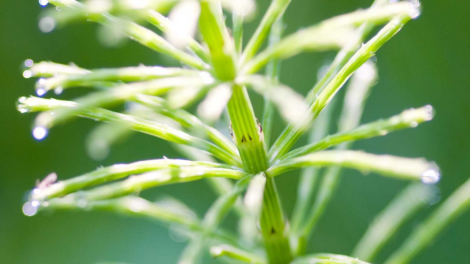 Horsetail