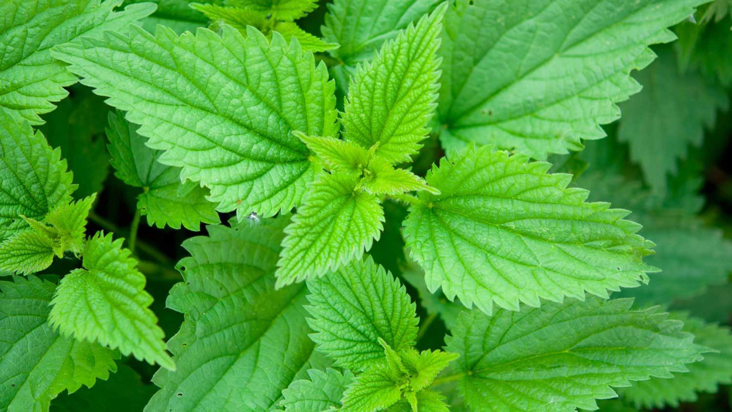 Stinging Nettle