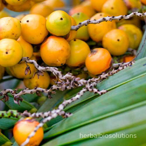 saw palmetto berry