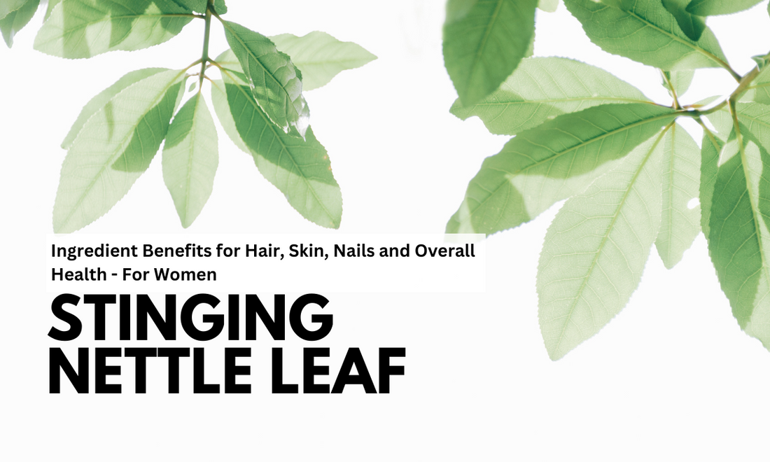 Stinging Nettle Leaf Ingredient Benefits For Hair Skin Nails And Ov Stinging Nettle Leaf Ingredient Benefits For Hair Skin Nails And Ov